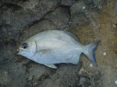 Kyphosus hawaiiensis