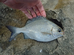 Kyphosus hawaiiensis