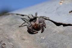 Ocrisiona leucocomis