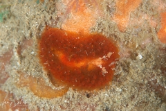 Madrella ferruginosa