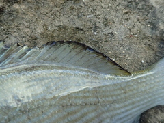 Kyphosus hawaiiensis