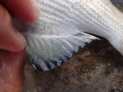 Kyphosus hawaiiensis