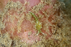 Oxynoe viridis