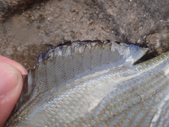 Kyphosus hawaiiensis