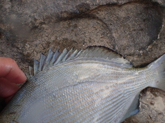 Kyphosus hawaiiensis