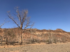 Eucalyptus camaldulensis arida