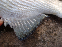 Kyphosus hawaiiensis