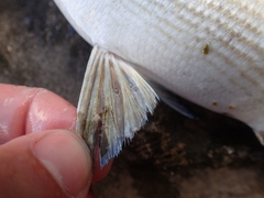 Kyphosus hawaiiensis