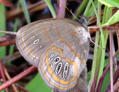 Neonympha areolatus