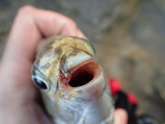 Kyphosus hawaiiensis