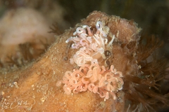Phyllodesmium serratum