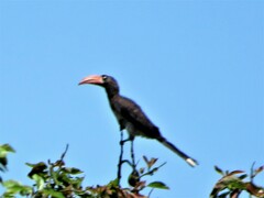 Lophoceros alboterminatus
