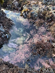 Calliarthron tuberculosum