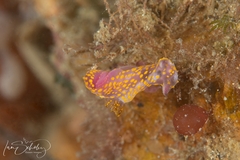 Polycera janjukia