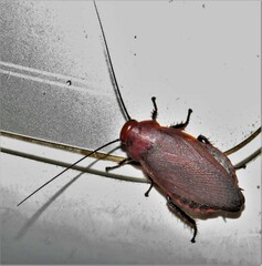 Oxyhaloa deusta