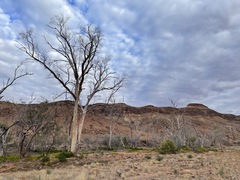 Eucalyptus camaldulensis arida
