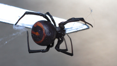 Latrodectus renivulvatus
