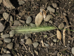 Hordeum