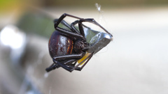 Latrodectus renivulvatus