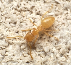 Lasius brevicornis