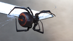 Latrodectus renivulvatus