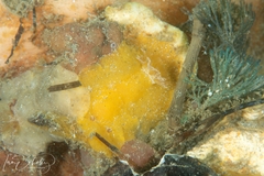 Sclerodoris