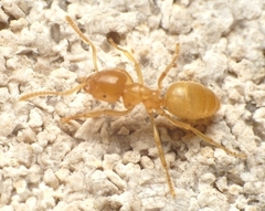 Lasius brevicornis