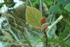 Ficus erecta beecheyana