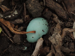 Turdus philomelos clarkei