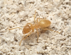 Lasius brevicornis