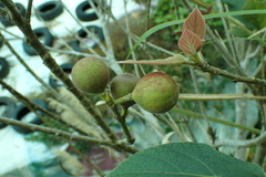 Ficus erecta beecheyana