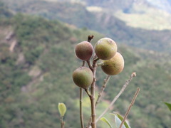 Ficus erecta beecheyana