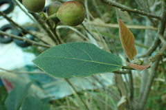 Ficus erecta beecheyana