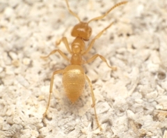 Lasius brevicornis