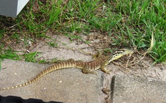 Varanus panoptes panoptes