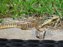 Varanus panoptes panoptes
