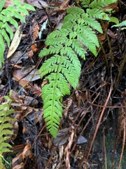 Polystichum dudleyi