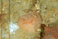 Sclerodoris