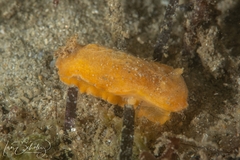 Sclerodoris