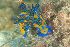 Tambja verconis
