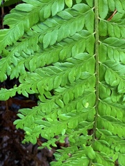 Polystichum californicum