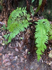 Polystichum californicum