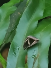 Chalciope mygdon