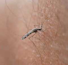 Anopheles annulipes