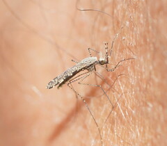 Anopheles annulipes