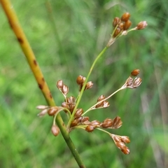 Juncus effusus solutus