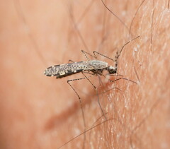 Anopheles annulipes
