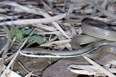 Liopeltis tricolor