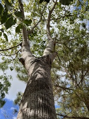 Brachychiton diversifolius