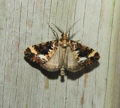 Pseudocoremia leucelaea